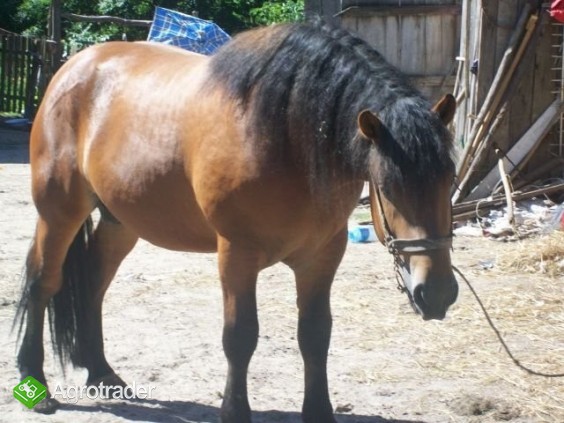 Sprzedam żrebaka dwuletniego. - zdjęcie 1