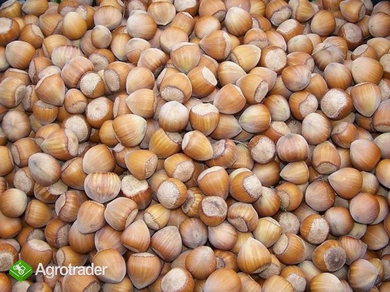 LASKOWE Orzechy Cała Polska