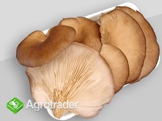 Boczniaka sprzedam kalisz