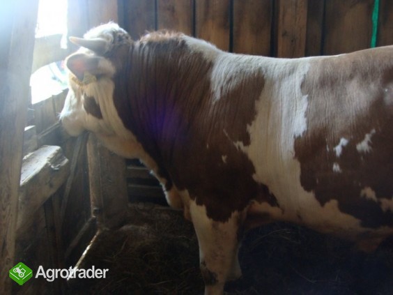 SPRZEDAM BYKA 100% SIMENTAL