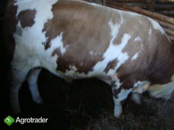 SPRZEDAM BYKA 100% SIMENTAL - zdjęcie 1