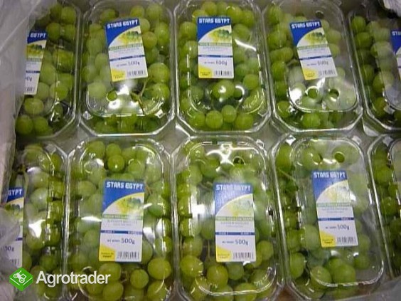 Sprzedam winogrona z Egiptu