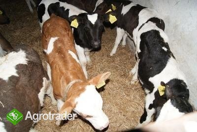 BYCZKI MIĘSNE - zdjęcie 1