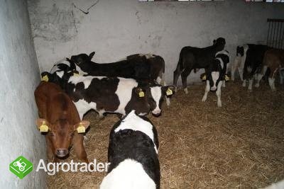 BYCZKI MIĘSNE - zdjęcie 3