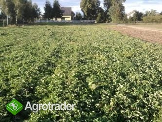 Sadzonki Truskawek Heros Elkat Polka