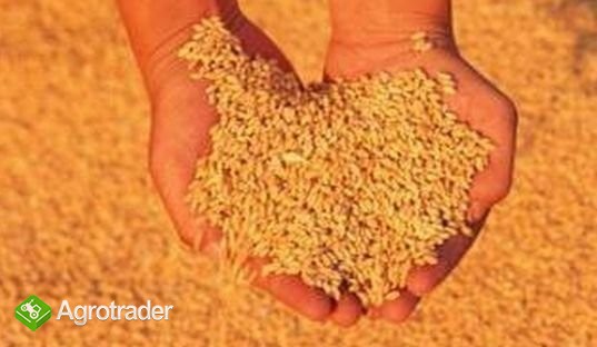 Sprzedam dwie tony przenżyta.