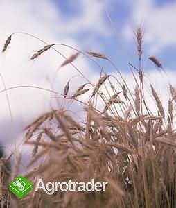 kupię żyto paszowe