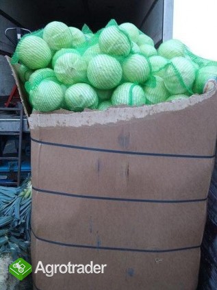 KAPUSTA BIAŁA IMPORT - zdjęcie 1