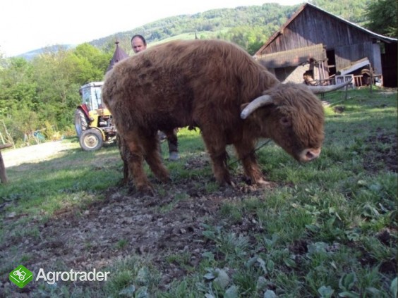 Sprzedam byka szkockiego