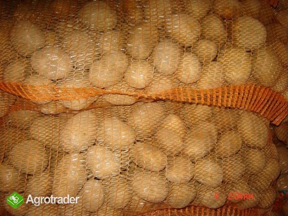 sprzedam ziemniaki - zdjęcie 5