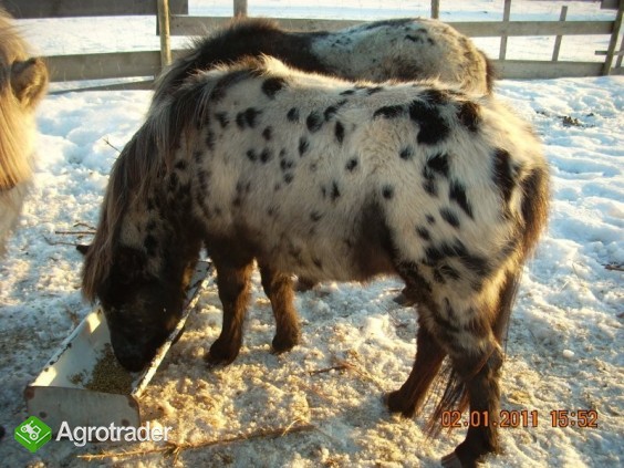 kucyki taranty - zdjęcie 1