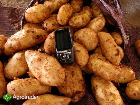 Ziemniaki na eksport