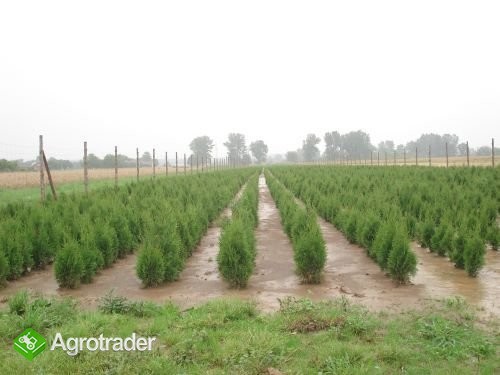 Tuje Tuja Thuje sadzonki - zdjęcie 3