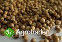 Cereals from Ukraine - zdjęcie 3