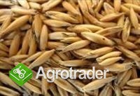 Cereals from Ukraine - zdjęcie 2