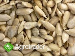 Slonecznik luskany z Ukrainy. 99,98% czystosc.