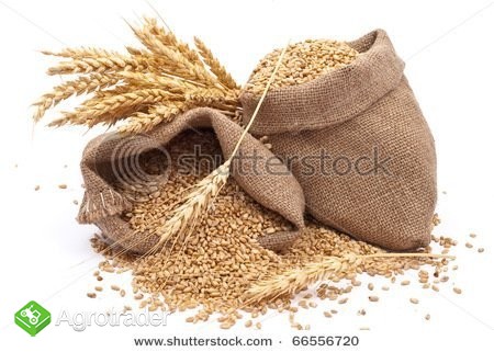 SKUPUJEMY PSZENICĘ PASZOWĄ