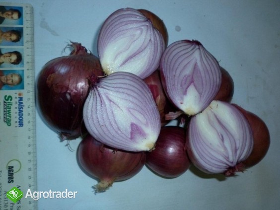 Cebula zolta i czerwona na eksport