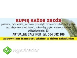 kupię pszenżyto ekologiczne