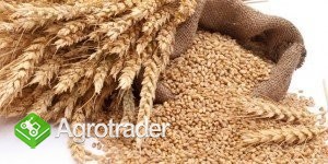 SKUP / SPRZEDAŻ ZBOŻA