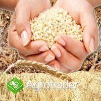 SKUP / SPRZEDAŻ ZBOŻA