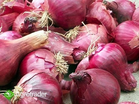 Cebula każdego rodzaju z Holandii - zdjęcie 1